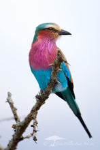 Load image into Gallery viewer, Vibrant - Limited Edition Fine Art Print