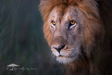 Load image into Gallery viewer, Orange Eyes - Limited Edition Fine Art Print
