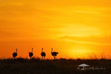 Load image into Gallery viewer, Ostriches at Sunset - Limited Edition Fine Art Print
