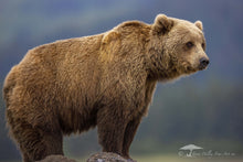 Load image into Gallery viewer, Posing - Limited Edition Fine Art Print