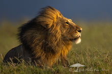 Load image into Gallery viewer, Pride - Limited Edition Fine Art Print