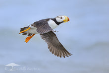 Load image into Gallery viewer, Flight - Limited Edition Fine Art Print