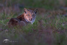 Load image into Gallery viewer, Quiet Watch - Limited Edition Fine Art Print