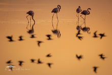 Load image into Gallery viewer, Reflections - Limited Edition Fine Art Print