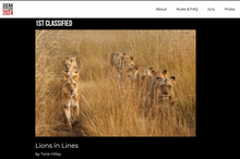 Load image into Gallery viewer, Lions in Lines - Limited Edition Fine Art Print