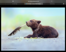 Load image into Gallery viewer, Feather Dreamer - Limited Edition Fine Art Print