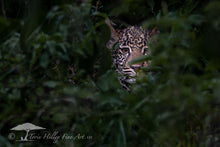Load image into Gallery viewer, Shy One - Limited Edition Fine Art Print