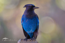 Load image into Gallery viewer, Steller's Jay - Limited Edition Fine Art Print