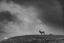 Load image into Gallery viewer, Stormy Elk - Limited Edition Fine Art Print