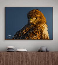 Load image into Gallery viewer, Red Tail - Limited Edition Fine Art Print
