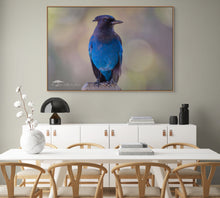 Load image into Gallery viewer, Steller's Jay - Limited Edition Fine Art Print