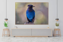 Load image into Gallery viewer, Steller's Jay - Limited Edition Fine Art Print
