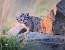 Load image into Gallery viewer, 2026 CALENDAR
