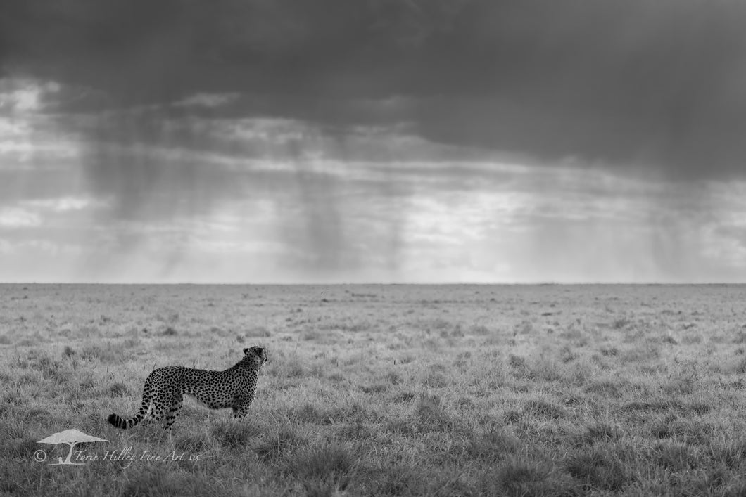 Looking to the Rains - Limited Edition Fine Art Print