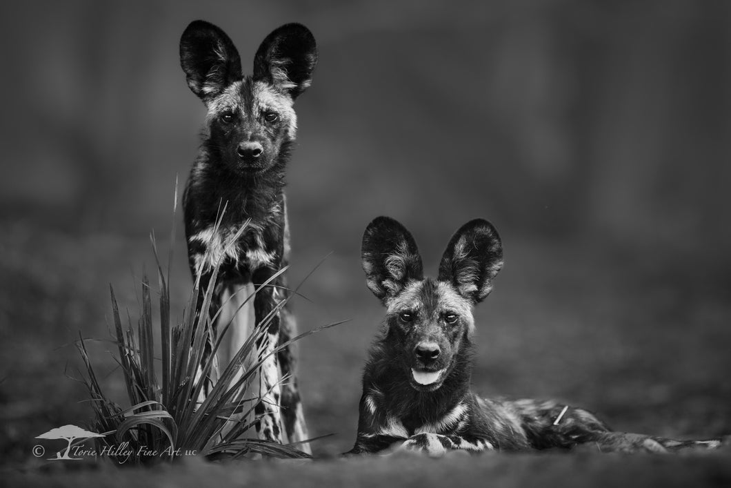 Sibling Portrait - Limited Edition Fine Art Print