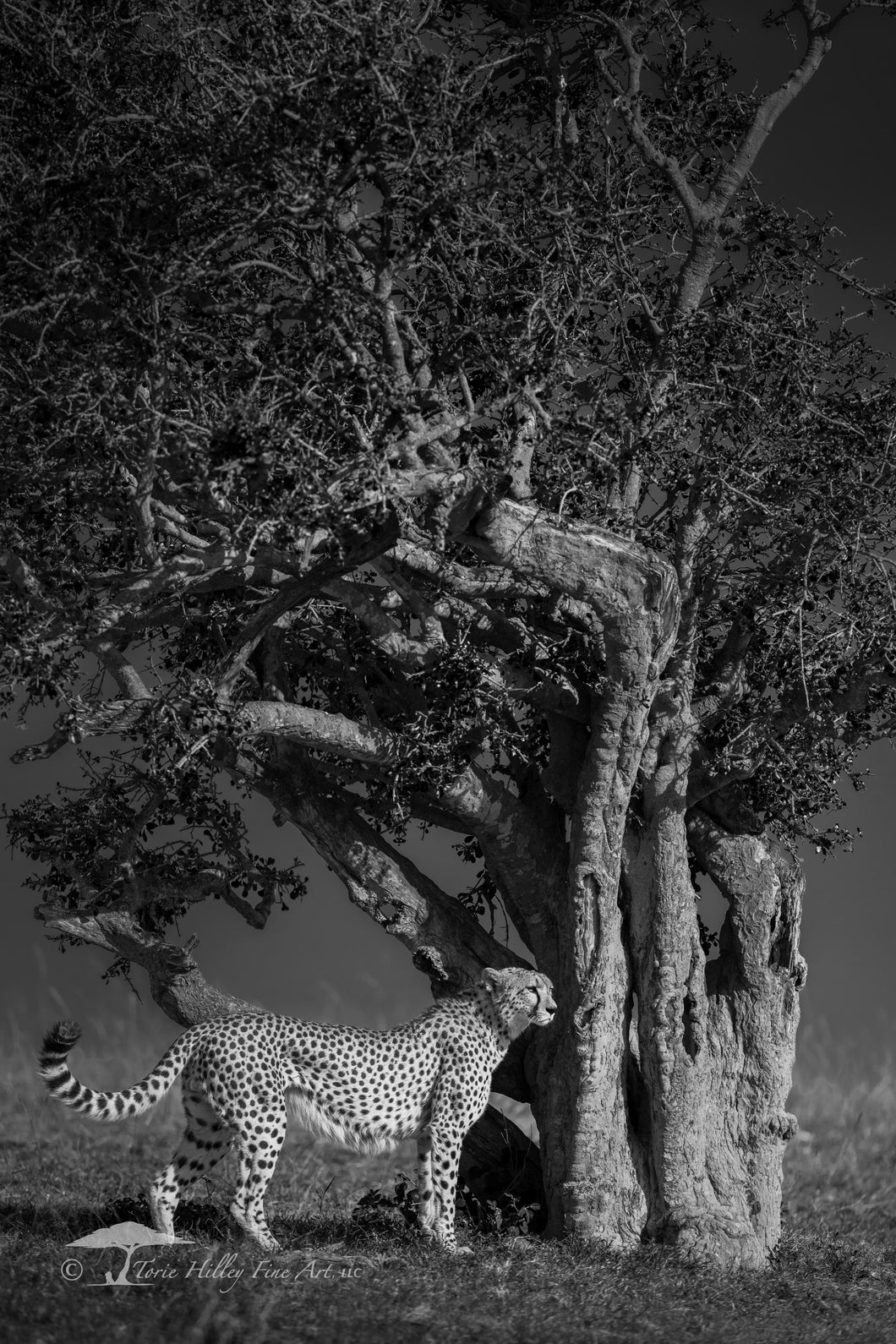 Cheetah and a Tree - Limited Edition Fine Art Print