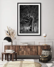 Load image into Gallery viewer, Cheetah and a Tree - Limited Edition Fine Art Print
