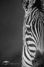 Load image into Gallery viewer, Eye of the Zebra - Limited Edition Fine Art Print

