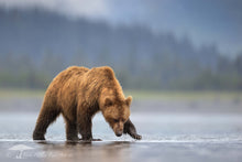 Load image into Gallery viewer, Forest Bear - Limited Edition Fine Art Print
