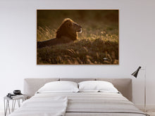 Load image into Gallery viewer, Golden King - Limited Edition Fine Art Print
