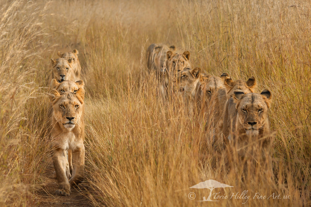 Lions in Lines - Limited Edition Fine Art Print
