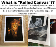 Load image into Gallery viewer, Twilight Lioness - Limited Edition Reproduction Prints
