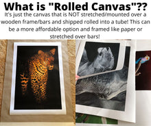 Load image into Gallery viewer, Leopard Eyes - Limited Edition Reproduction Prints
