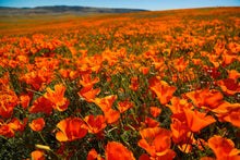 Load image into Gallery viewer, Poppies II
