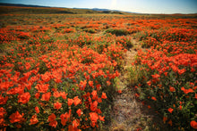 Load image into Gallery viewer, Poppies III
